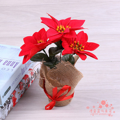 Christmas potted flowers and flowers for Christmas decoration.