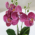 The dining table flower art is decorated with the flower butterfly orchid bonsai decoration