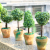 Full size support to order fake tree simulation plant potted miniature miniature miniature potted landscape decoration.