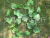 No. 13# full leaf grape leaves simulation vine, simulation plant, decoration vine simulation vine