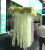 2 M Long Simulated Pincushion Wholesale Yanglan String HANAFUJI Artificial Wisteria Wedding Bean Flower String Ornamental Flower