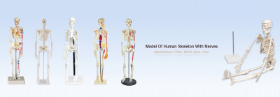 Human body model human skeleton model biological model teaching supplies teaching apparatus.