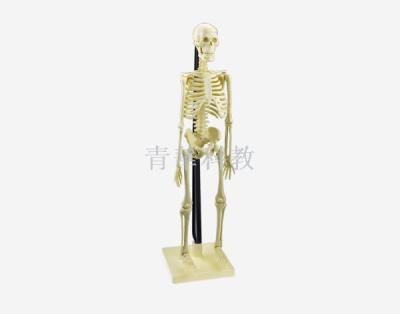 Human skeleton body model medical teaching skeleton model skeleton skeleton specimen.