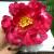 Big peony flower head imitation process flower artificial silk flower artificial flower wedding accessories supplies.