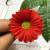 Small sun chrysanthemum flower imitation flower head fake flower silk flower head accessories accessories.