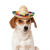 Product for pet professional straw hat Dog Hat Topee hats for small dogs