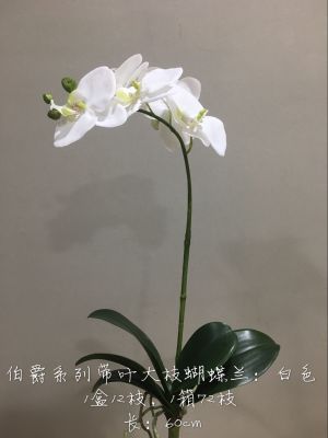 LAN jin (flower know flower industry) earl series with leaf big branch phalaenopsis