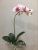 LAN jin (flower know flower industry) earl series with leaf big branch phalaenopsis