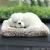 Car with activated carbon simulation dog new car deodorization formaldehyde odor removal kitten inner decoration furni