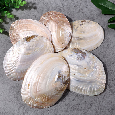 Natural shell and pearl clam shell furnishing decorative handicraft accessories aquarium fish tank landscape home Mediterranean