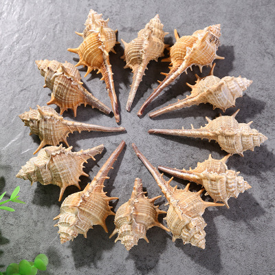 Manufacturers direct sea natural shells long thorn conch conch shells sea decoration aquarium furnishings wholesale