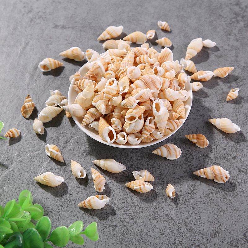 厂家直销海洋天然黄米螺黄色海螺贝壳海洋装饰鱼缸水族箱摆件批发