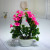 Miniature miniature bonsai flower potted plant manufacturers direct sales simulation flowers