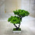 Miniature miniature bonsai flower potted plant manufacturers direct sales simulation flowers