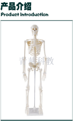Simulation human skeleton model 85CM removable medical biology teaching skeleton bones