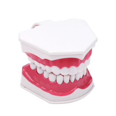 Dental study model  plastic removable tooth anatomy model  oral demonstration model