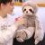 Manufacturers wholesale new plush toys sloth doll lazy bear animal toys June 1 children's day plush gifts
