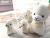 Lovely year of the sheep auspicious alpaca sheep wedding gifts company activities plush toys wholesale