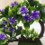 Mini simulation bonsai flower small pot manufacturers direct simulation of flower plants