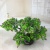 Mini simulation bonsai flower small pot manufacturers direct simulation of flower plants