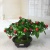 Mini simulation bonsai flower small pot manufacturers direct simulation of flower plants