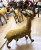 A 45cm round deer classic sika deer Christmas interior decoration