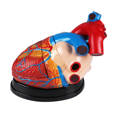 Heart Model