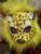 EVA Animal with fur Tiger mask Lion mask Leopard mask
