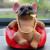 Creative Car Decoration Social Dog Smoking Dog Brother Car Personalized Decorations Douyin Online Influencer Muscle Dog Safe