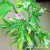 Accessories Simulation Plastic color flower Matte Horn Flower USD 1,000 (Single license) Usd 1,000 (Single license) Usd 1,000 (Single license)