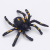 2016 new plastic simulation spider toy plastic insect animal puzzle animal model