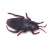 TPR high simulation soft cockroach model children early education cognition product toy Halloween product