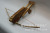 Factory Direct Sales Wooden Zhuge Crossbow Model Small Ancient Weapon Model No Killing Power Home Decoration