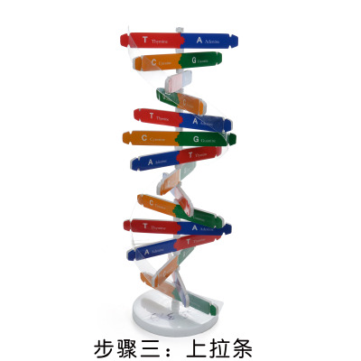 Human DNA model double helix technology small production of diy biological science experimental equipment teaching AIDS