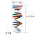 Human DNA model double helix technology small production of diy biological science experimental equipment teaching AIDS