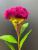 Simulation flower manufacturers direct sale of Chinese home decoration flowers fake flowers wholesale cockscomb