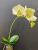 Simulation flower manufacturers direct Chinese home decoration flowers fake flowers wholesale simulation phalaenopsis