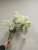 Imitate artificial Flower furniture decoration, Single Branch Pine Cordyceps