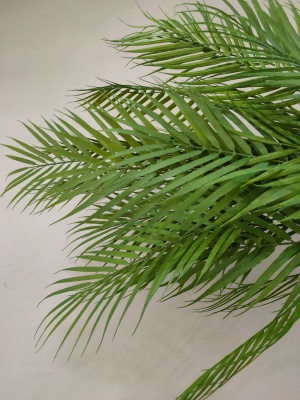 Simulation of single palm leaves
