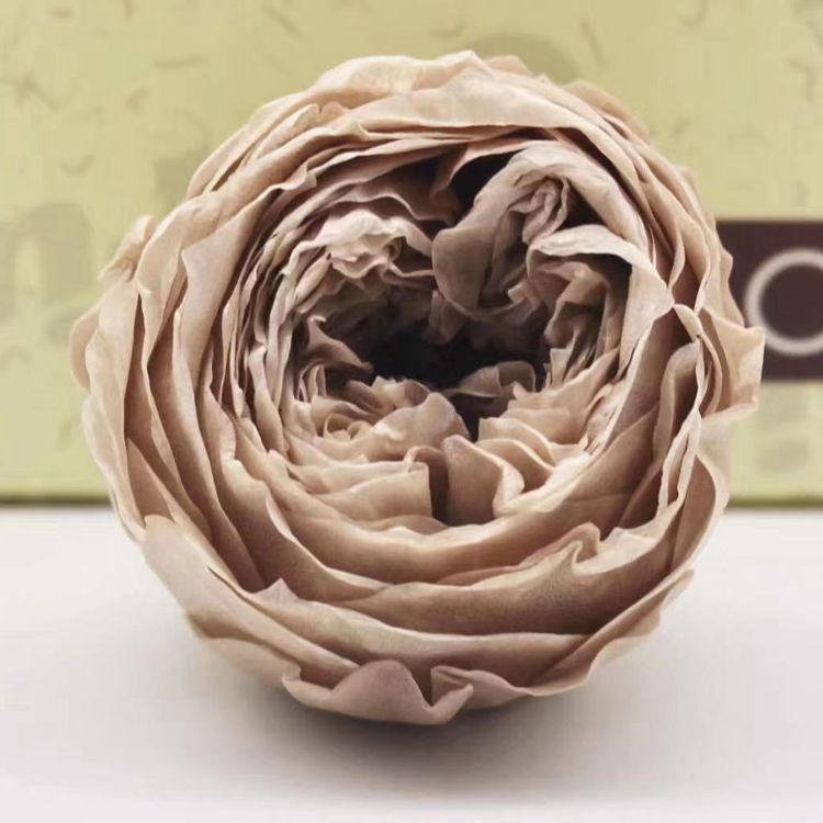 保鲜永生花蝴蝶奥斯丁玫瑰  插花 工艺品 花店专用