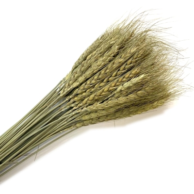 Eternal dried flower natural plant wheat