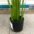 Nordic large simulated plant plantlet plantlet plantlet plantlet plantlet plantlet plantlet plantlet plantlet plantlet plantlet plantlet plantlet plantlet plantlet plantlet plantlet plantlet