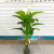 Nordic simple tree plant potted living room floor - to - floor indoor calla lily without a pot of artificial tree plants flowers