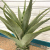 Artificial aloe plant north European potted succulent plant false aloe home miniascape ornamental decoration