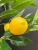 Lemon fruit manufacturers direct simulation lemon home decoration berries simulation fruit