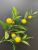 Lemon fruit manufacturers direct simulation lemon home decoration berries simulation fruit
