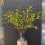 Simulation flower manufacturers direct Chinese home decoration fake flowers wholesale simulation olive fruit