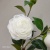 Single perfume camellia simulation flower false flower furniture hotel decoration