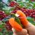 Silicone Thumb Knife 5pc Finger Protectors Vegetable Harvesting Cutter Plant Blade Scissors Kitchen Anti-Cut Garden Glov