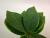 New black basin apple leaf simulation greenery bonsai green decoration photo matching